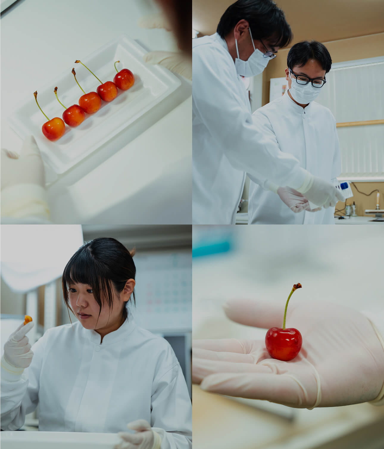 白衣を着た社員やさくらんぼのイメージ画像